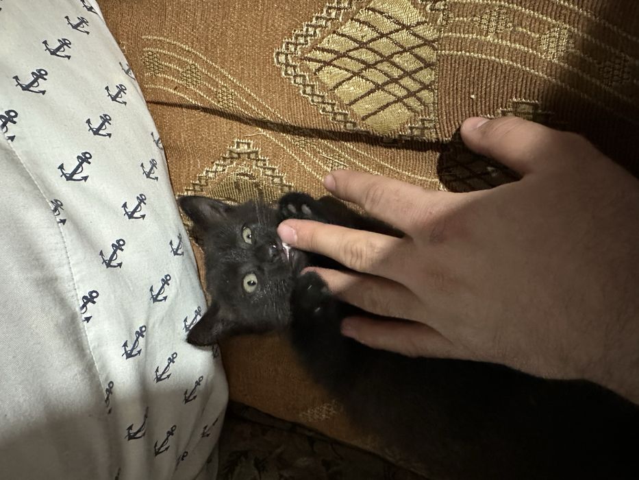 Котенок черный мальчик