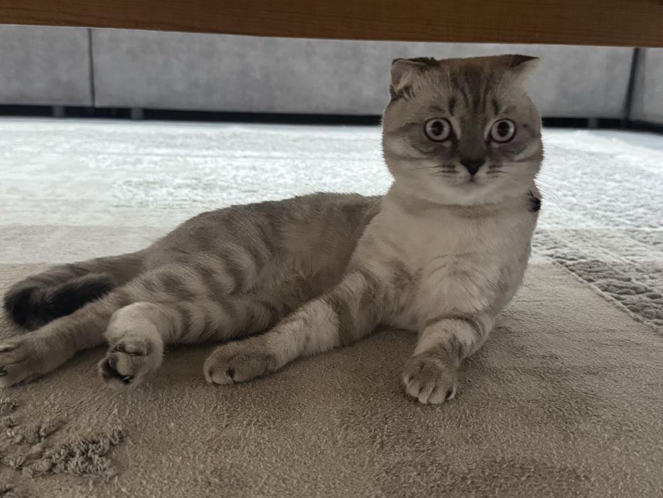 Кот для вязки породистый