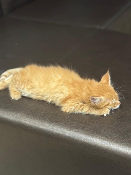 котенок мейн-кун