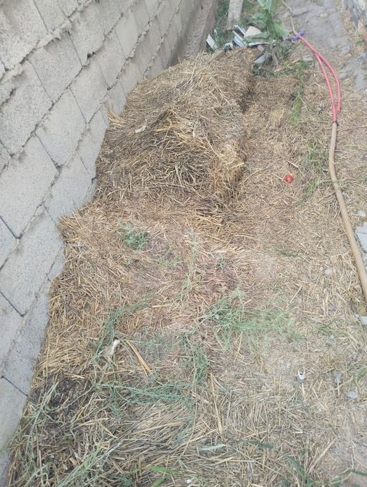 Продам саванн сено