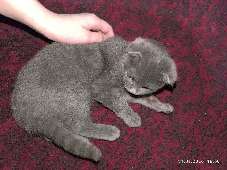 Скоттиш фолд мушуклари