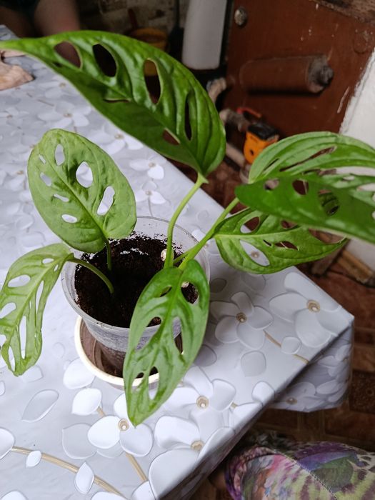Продам Мастеру Манки