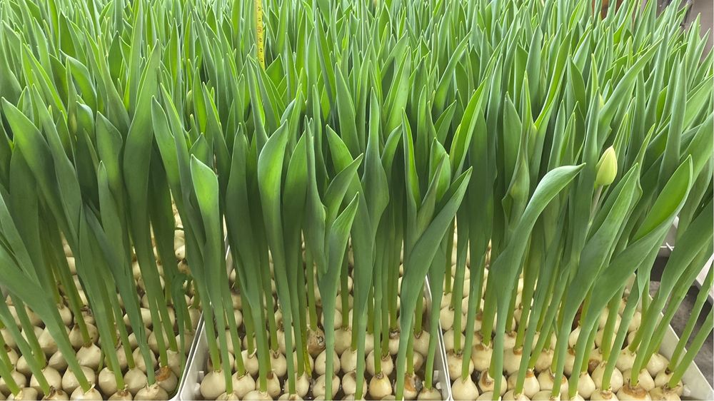 Тюльпаны выросли в караганде