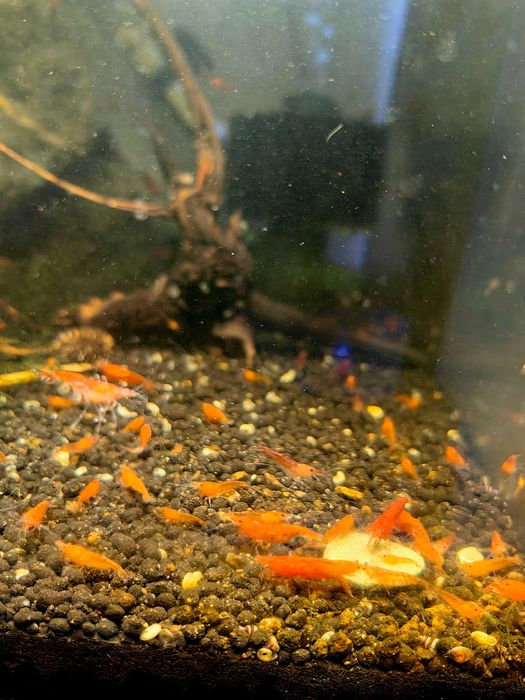 Скариди чери (неокаридина)