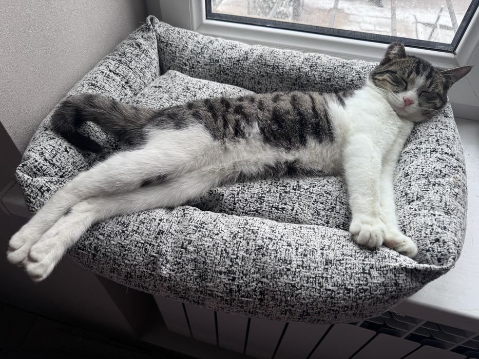 Котёнок кошка кот