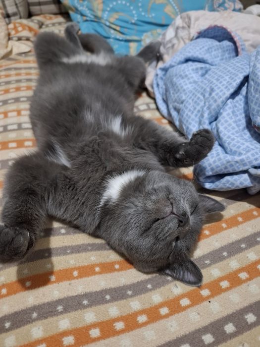 Отдам хороший руки кот