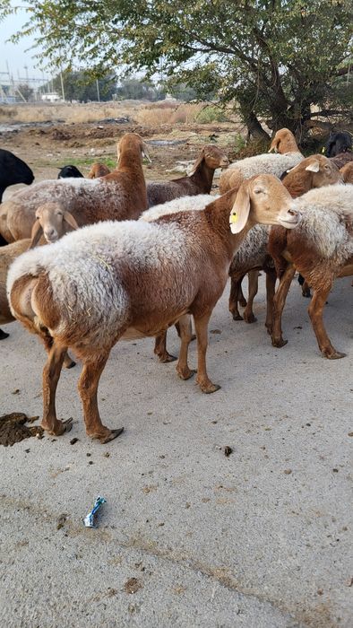 Продам Арашан маток