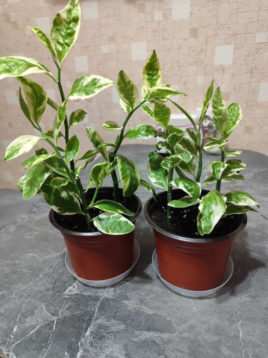 Продам комнатные цветы