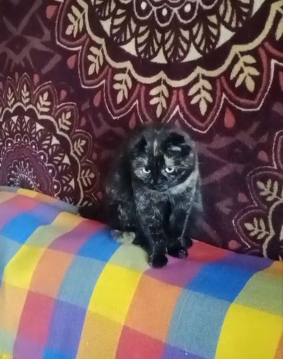Отдам в добрые руки