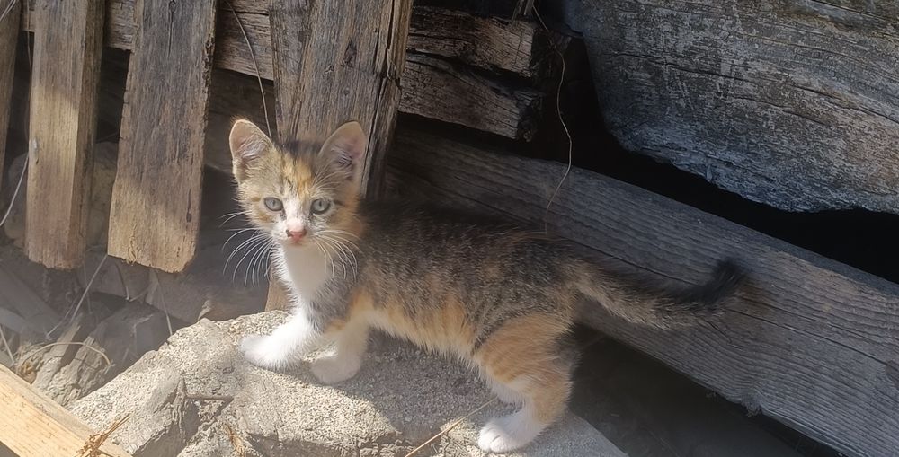 Puiuți de pisică
