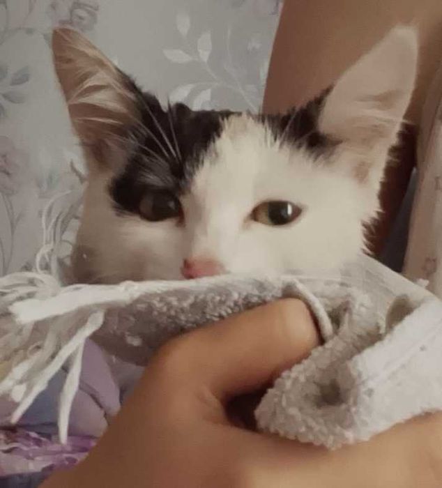 Отдаю котенка в добрые руки