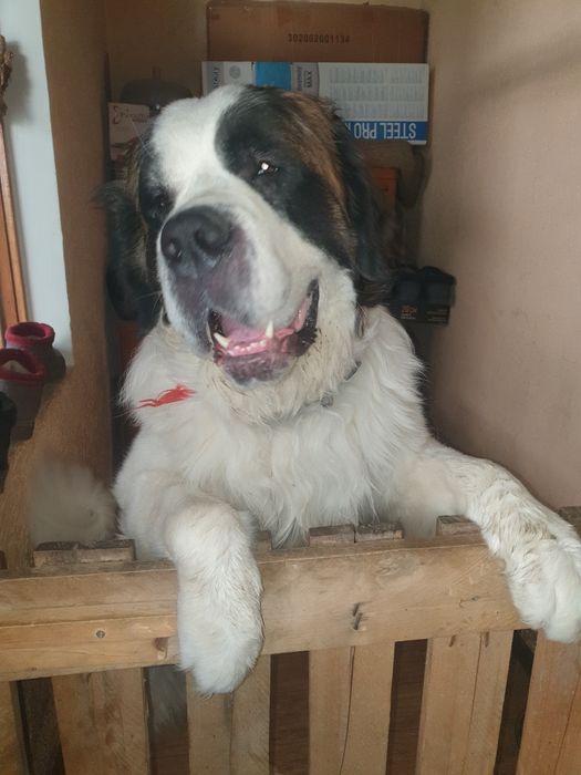 Кобель сенбернара