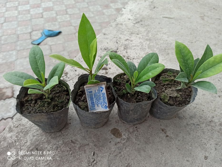 Магнолия графология кўчалари сотувга қўйдик 2 йиллик пишган кўчат буйи