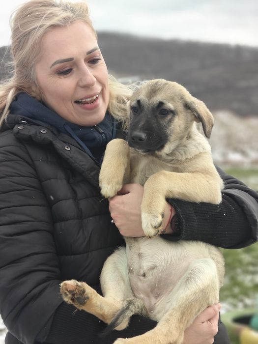 Puiuți de cățeluș își caută căsuța