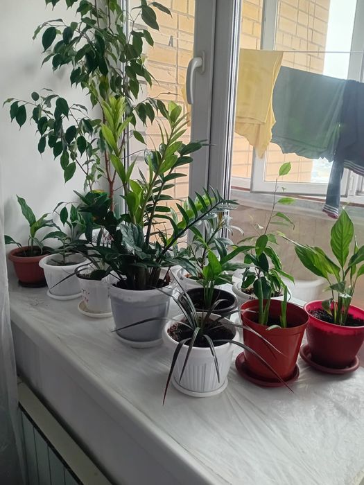 Продам цветы  комнатные