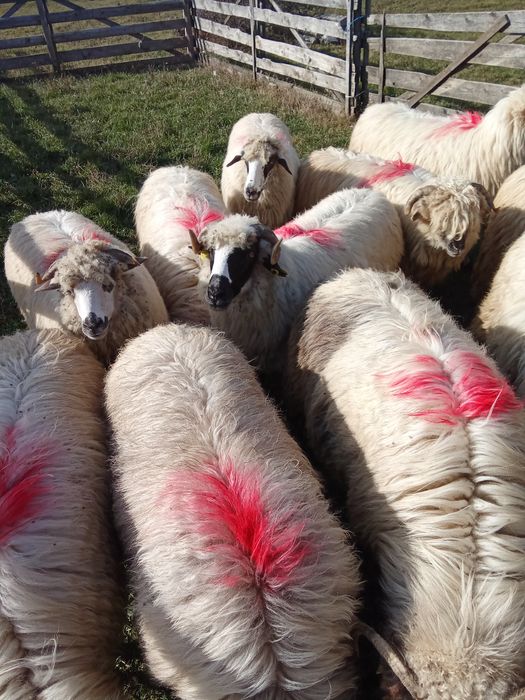 Oi frumoase de vanzare