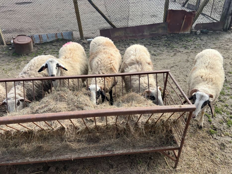 Продавам мъжки шилета