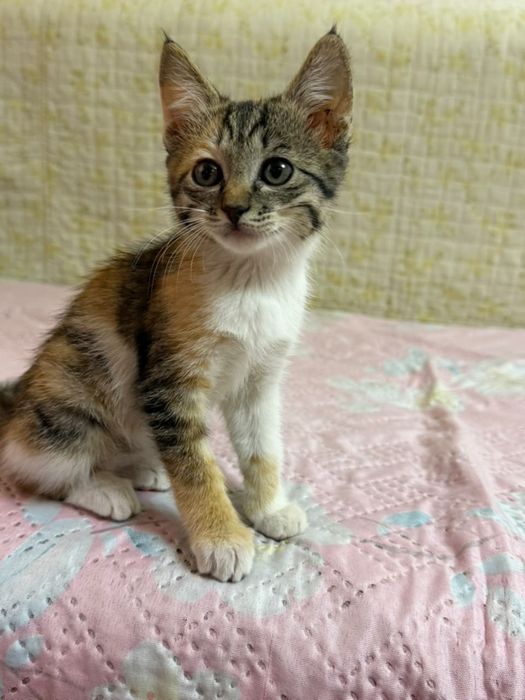 Котенок трехцветная