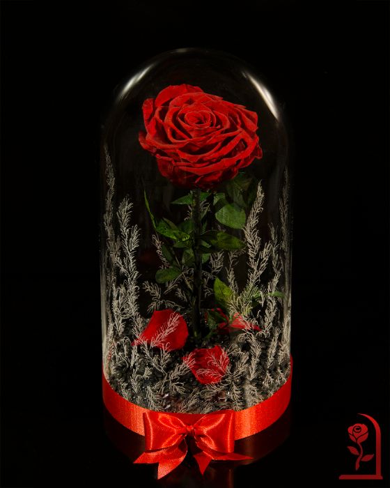 Истинска Вечна Роза в ГОЛЯМА Стъкленица / Подарък за Коледа за Жена