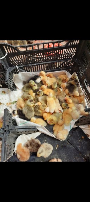 Vand boboci și pui de găină