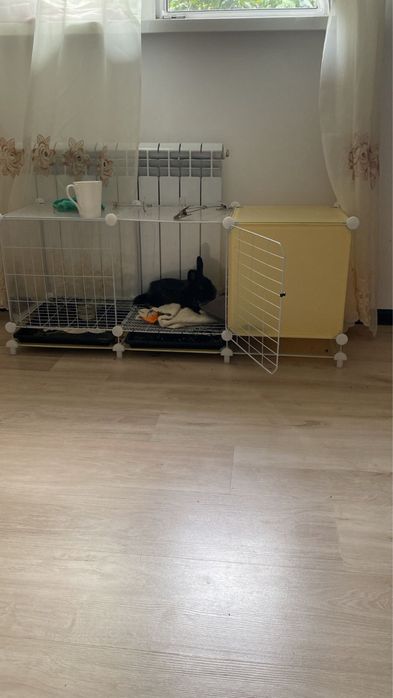 Дикоративный кролик