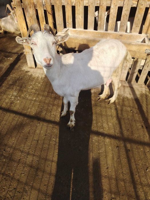 Vand capre de lapte rasa sanem