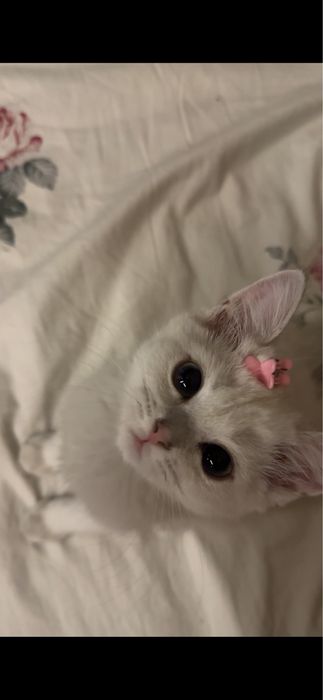Кошка Шиншила маленькая 1,5 месяц девочка
