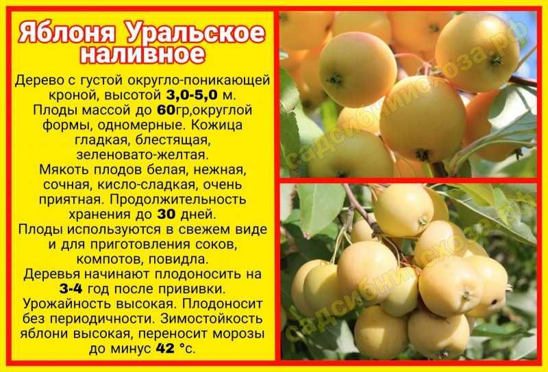 продам саженцы яблони