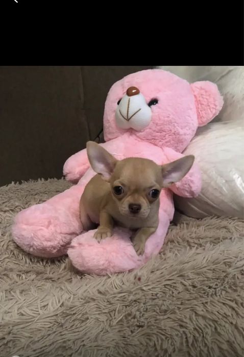 Щенки чихуахуа мальчишки