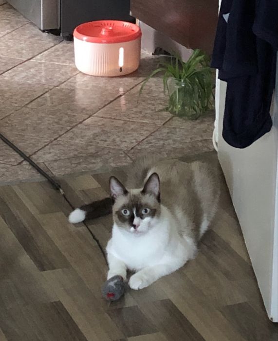 Pisici de pe strada pentru adoptie (sterilizate vaccinate)