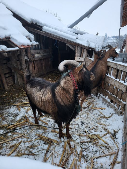 Țap  de vânzare cu genetică bună
