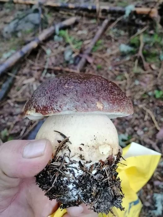 Първокачествена суха  борова манатарка!