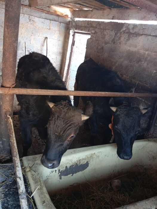 Продам бычков село Кайназар