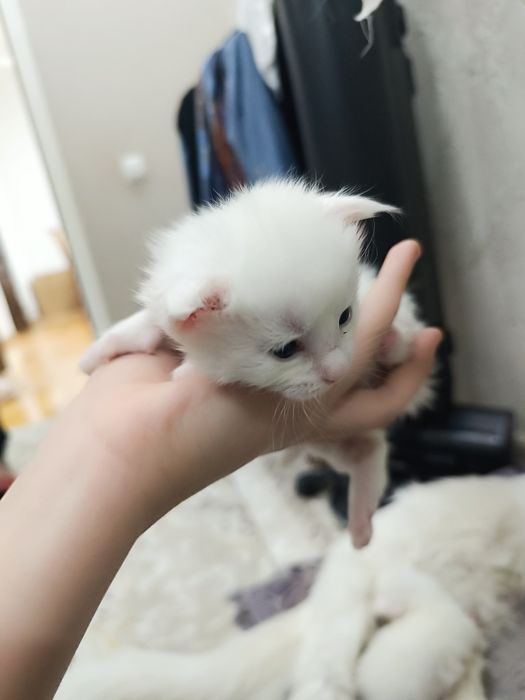 Кошка и котята Мейн кун