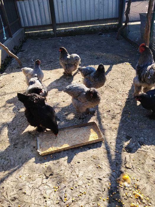 Vând ouă de găină Cochinchina