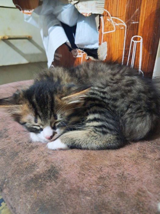 отдаем котенка в добрые руки