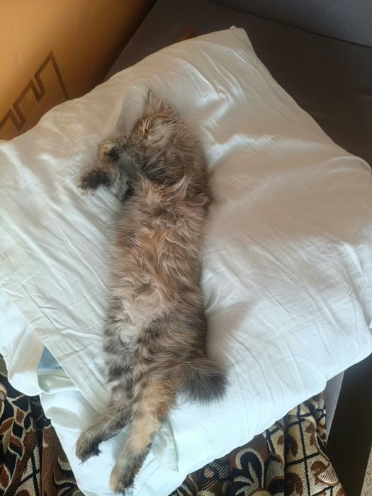 Отдам котёнка девочка