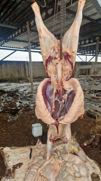 Продам конину мясо 2500 за килограм