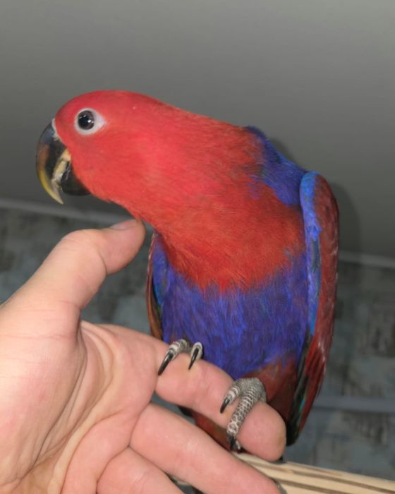 Продам крупного попугая Эклектус