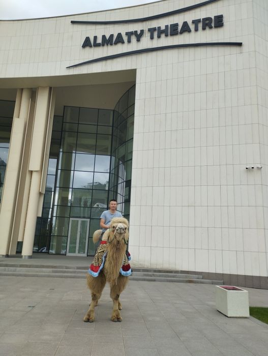 Прокат верблюдами и лошадей