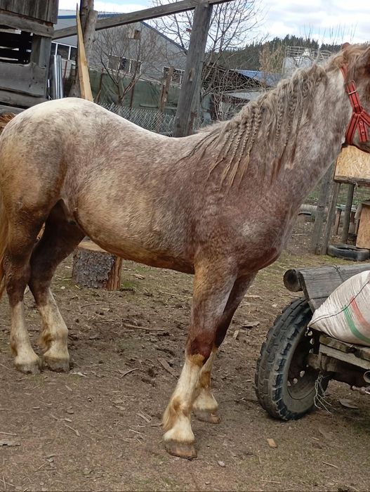 Miz de vânzare  de 2 ani