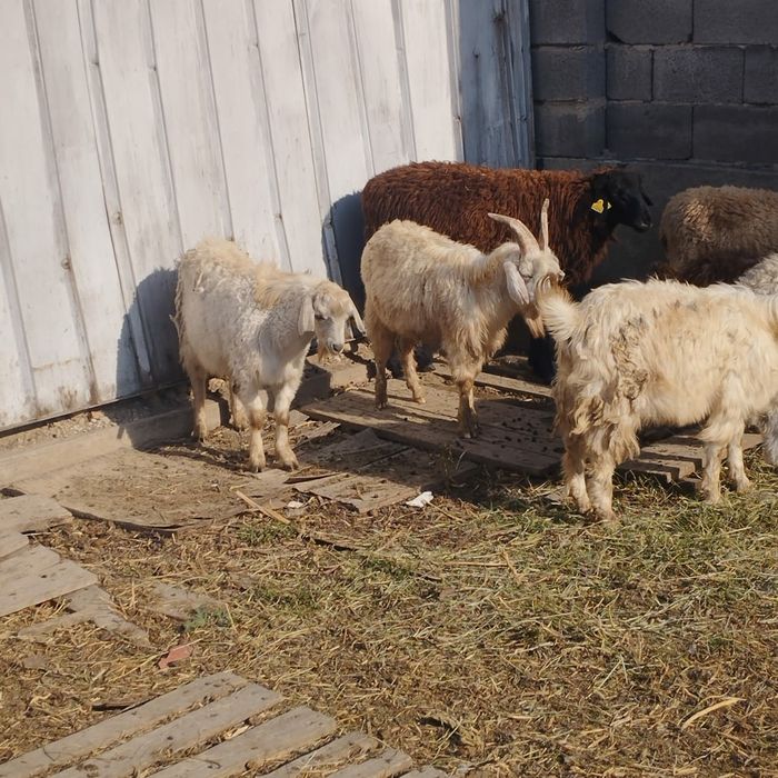 бараны козлы  овцы кой ешки