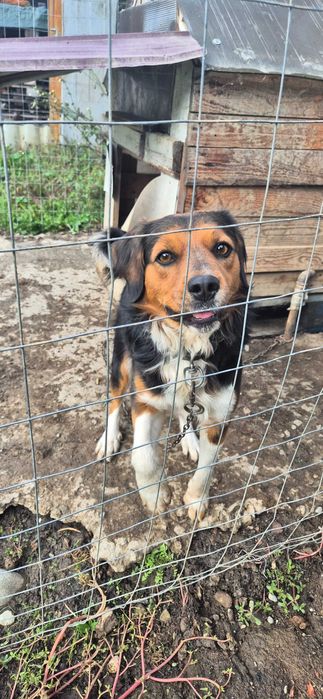 Donez cățel Beagle