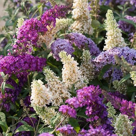Liliac de vara superb