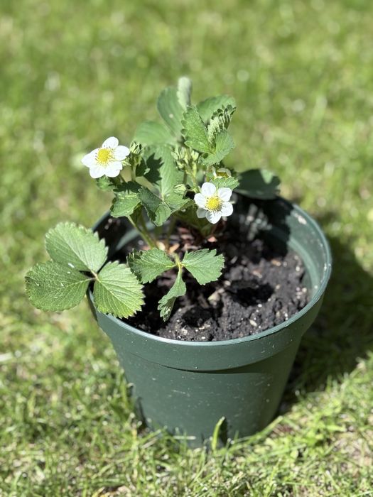 Căpșuni foarte rodnici la ghiveci 3 + 1 gratis