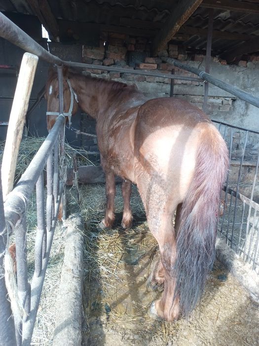 Продам мерена...