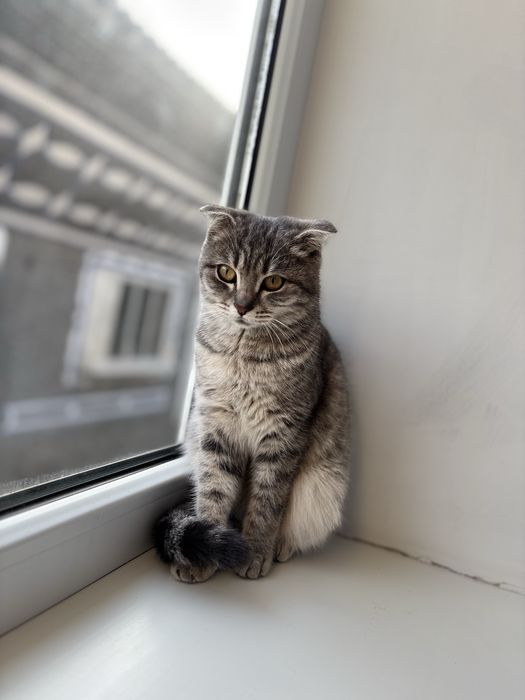 Кошка девочка очень красивая