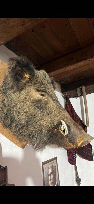 Ловен тровей  глова на глиган