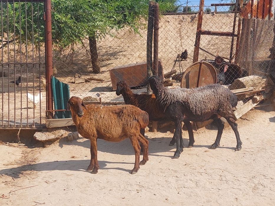 Жас ірі денелі бойдақ қойлар сатылады