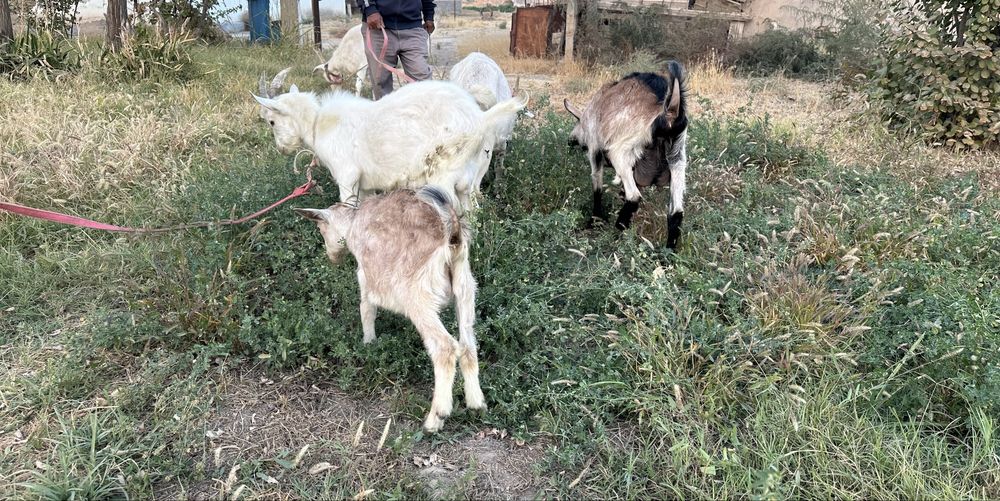 Ешкі Коза сатылады